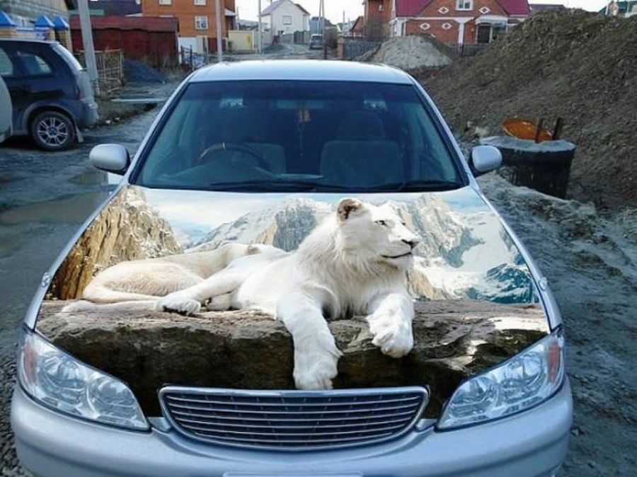 White-Lion-On-Car-Funny-3D-Art-Picture.jpg